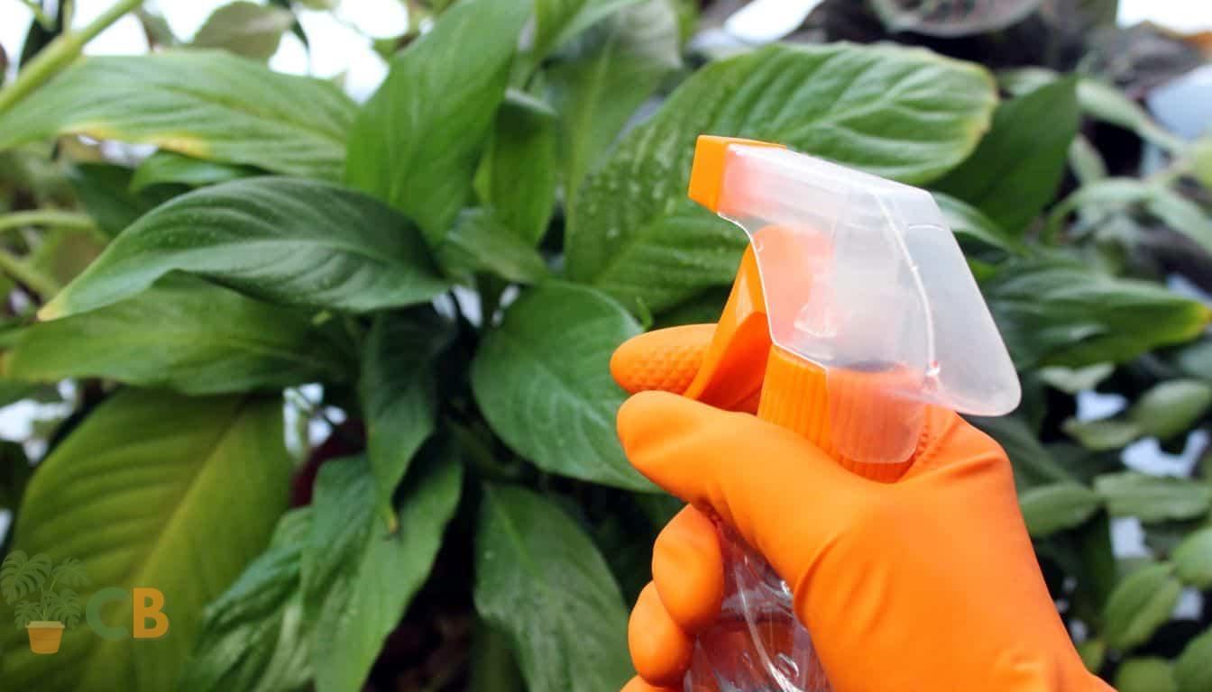 Houseplant Happiness! A Guide On How To Clean Plant Leaves Effectively.