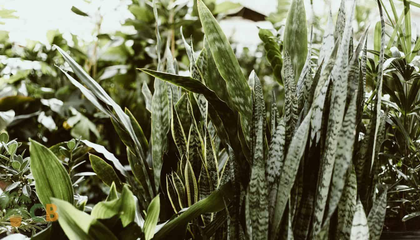 Green Snake Plants in an apartment balcony garden
