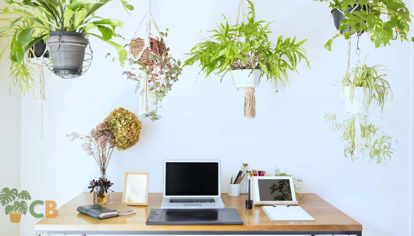 Home study hanging plant arrangement