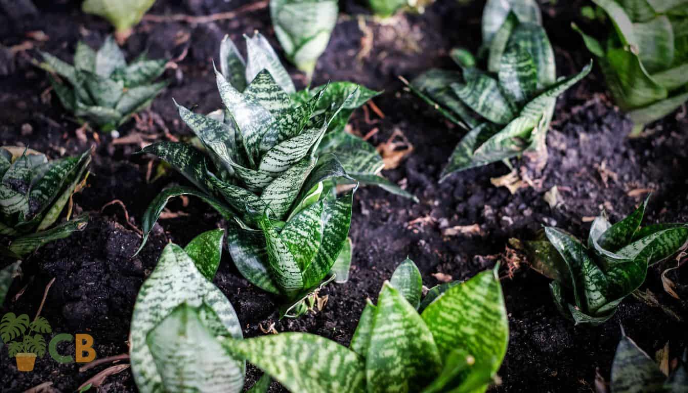 Juvenile Snake Plants in well watered soil