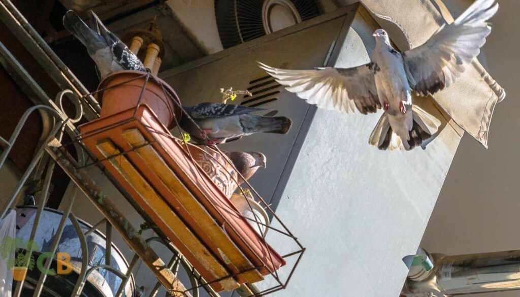 9 Proven Strategies On How To Keep Pigeons Off The Balcony For A Safe