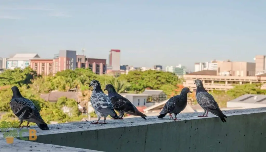 9 Proven Strategies On How To Keep Pigeons Off The Balcony For A Safe