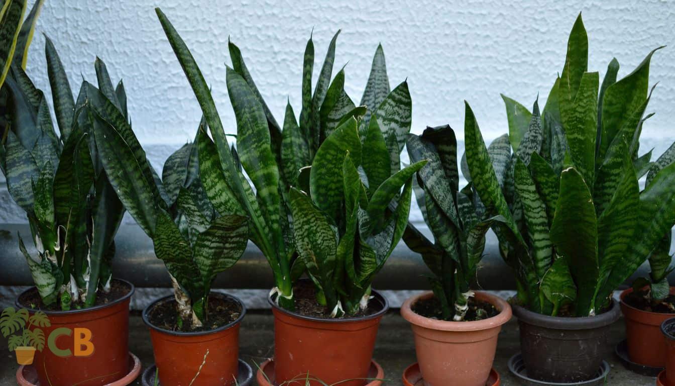 Snake Plants in various pots