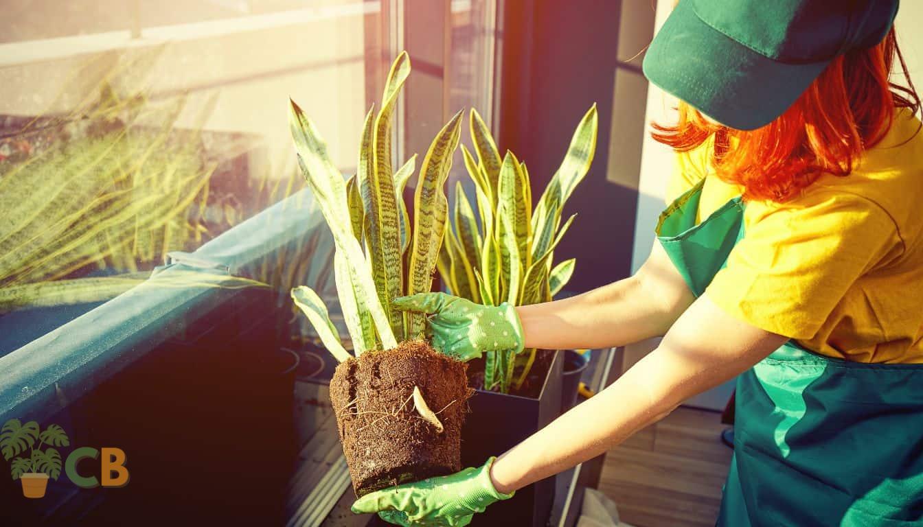 Snake Plant propagation - replanting