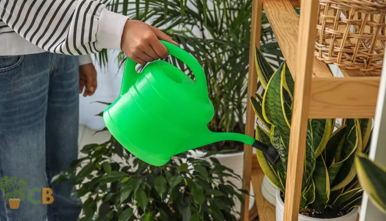 Watering Snake Plant on a shelf in the lounge