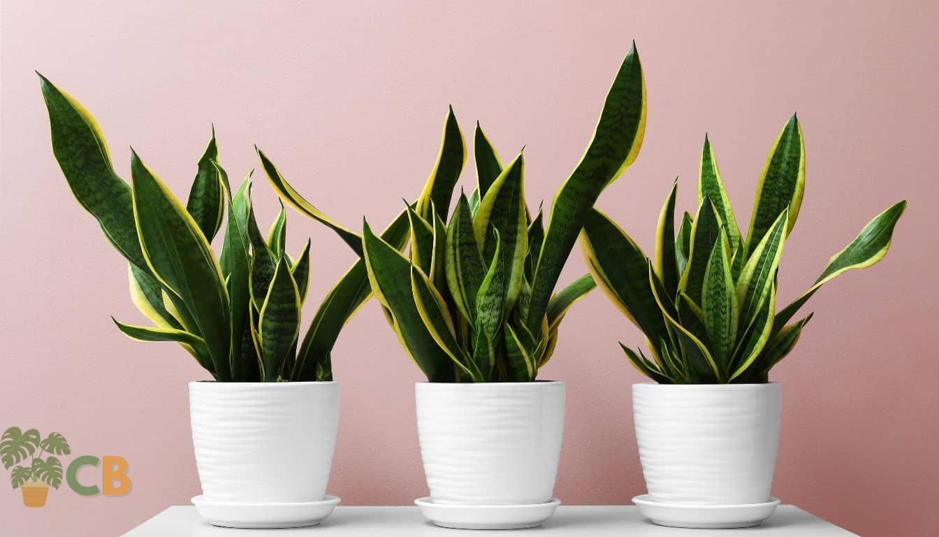 Snake Plants in white pots on a table