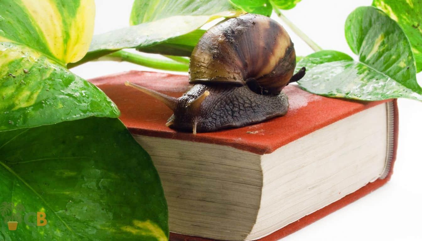 Best gardening books with a snail and indoor garden plant on a book