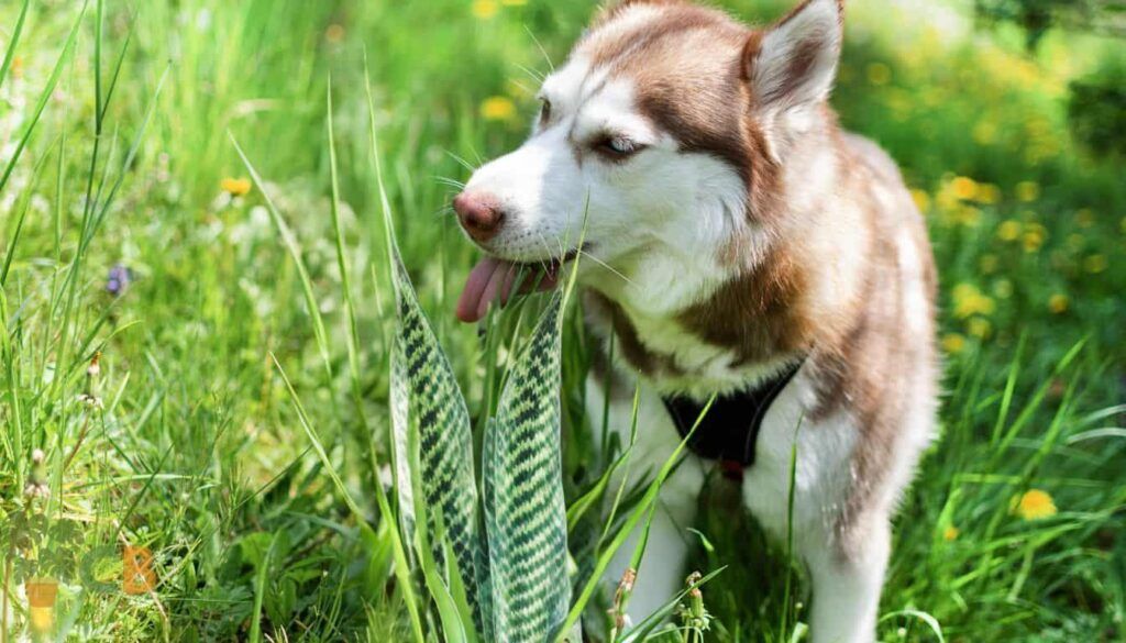 A husky investigating a Snake Plant