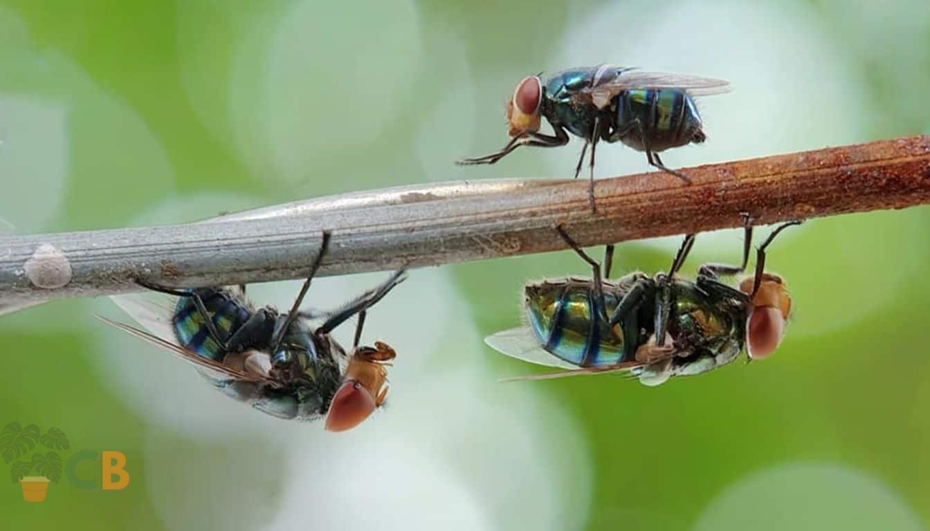 Flies on a plant branch