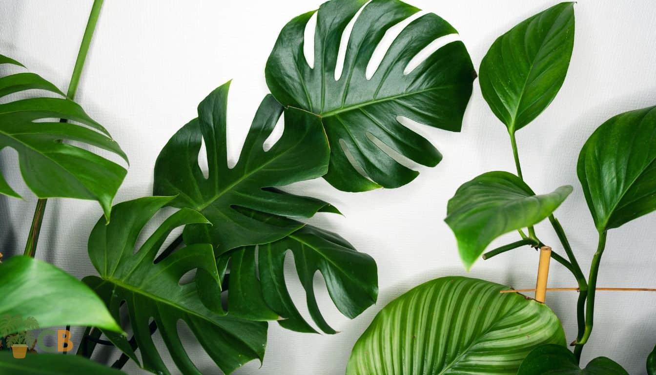 Monstera and Calathea Plants