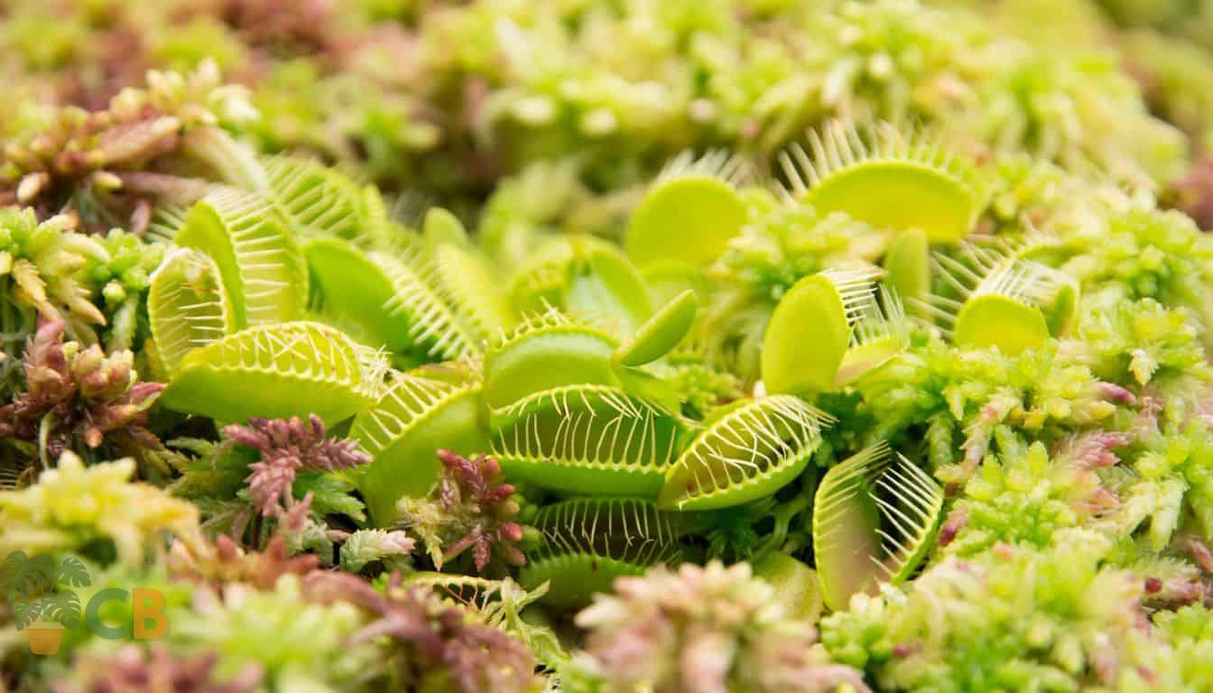 Venus Fly Traps in outside patio garden