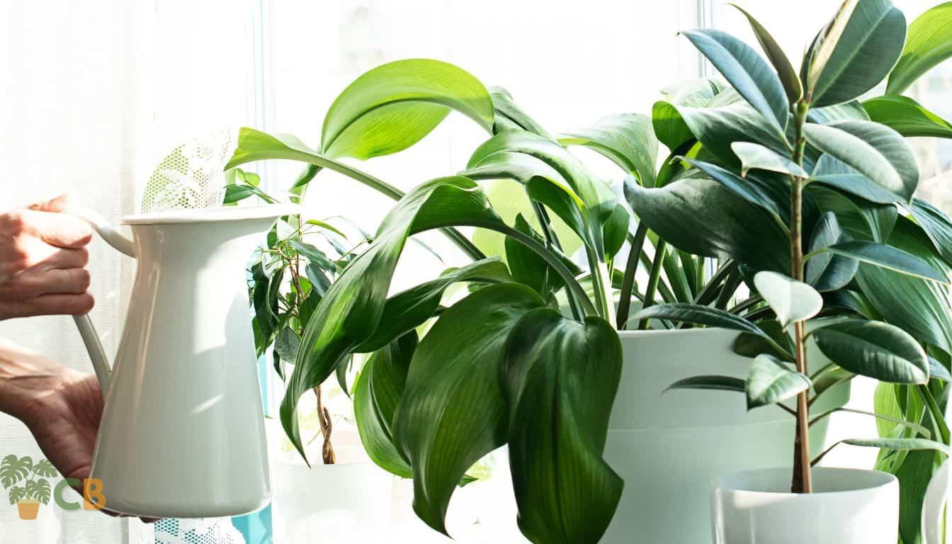Watering indoor plants