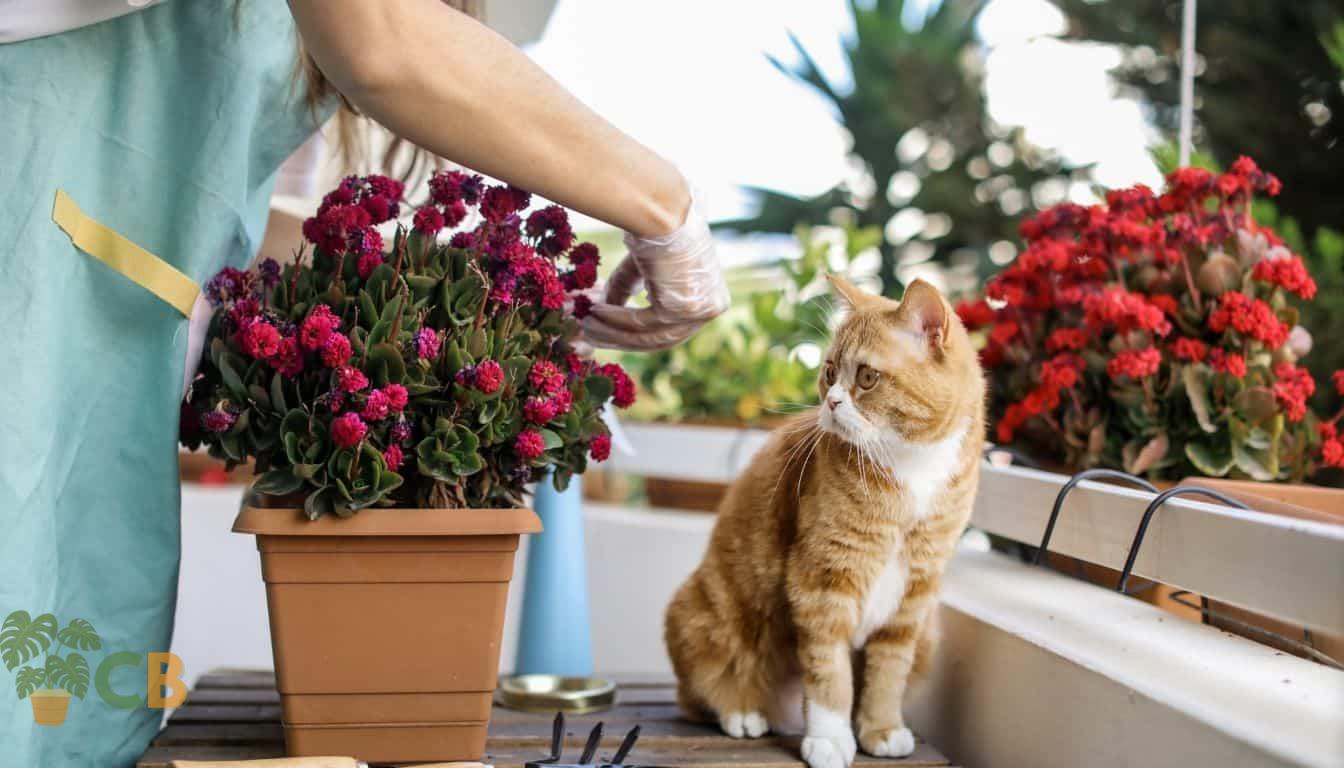 Cat looking at flowers