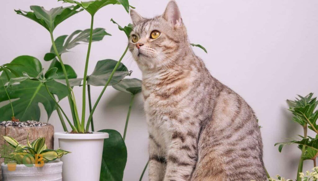 How To Keep Cats Away From Plants Effective Solutions To Protect Your