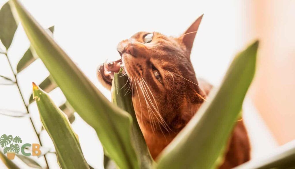 How To Keep Cats From Eating Plants: 6 Proven Methods