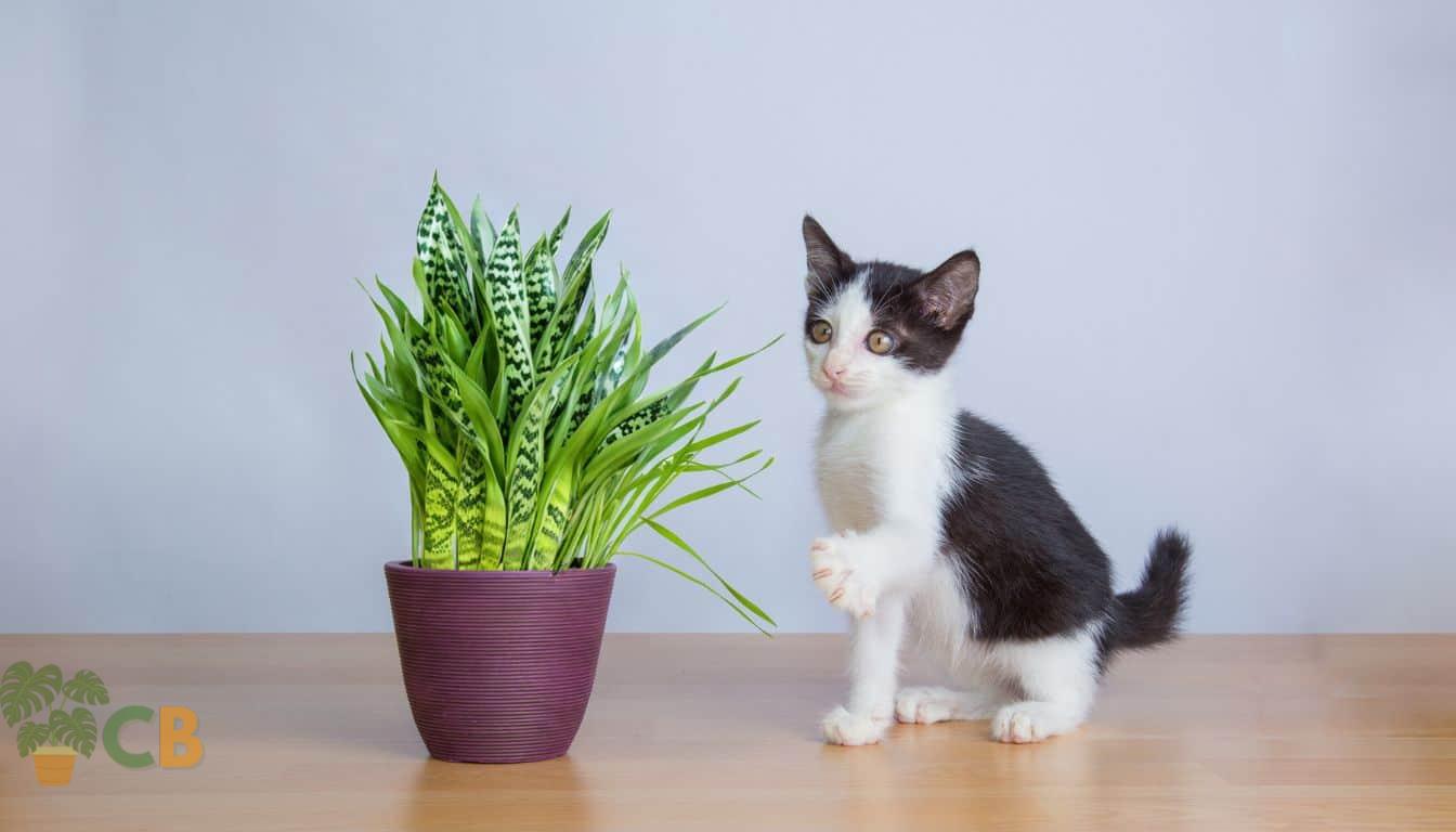Using natural repellents to deter a kitten