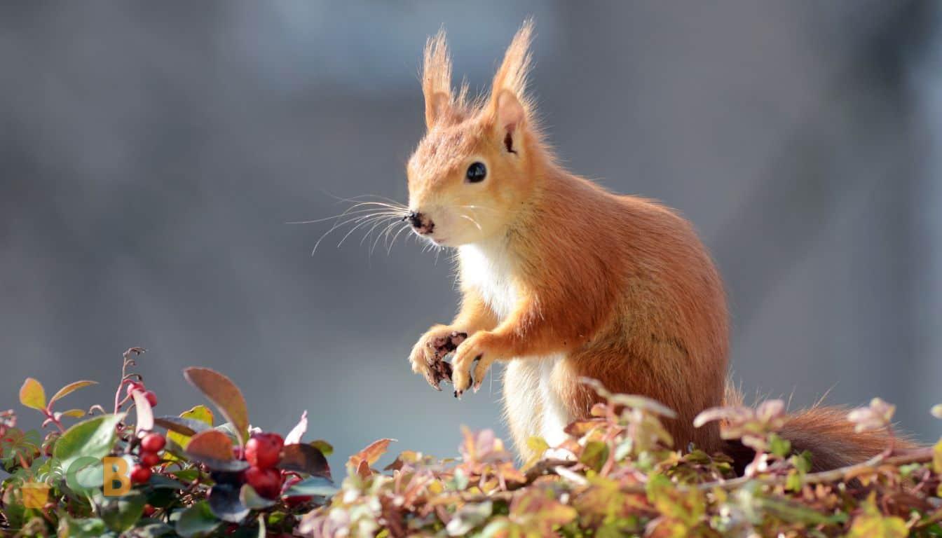 squirrel in a garden