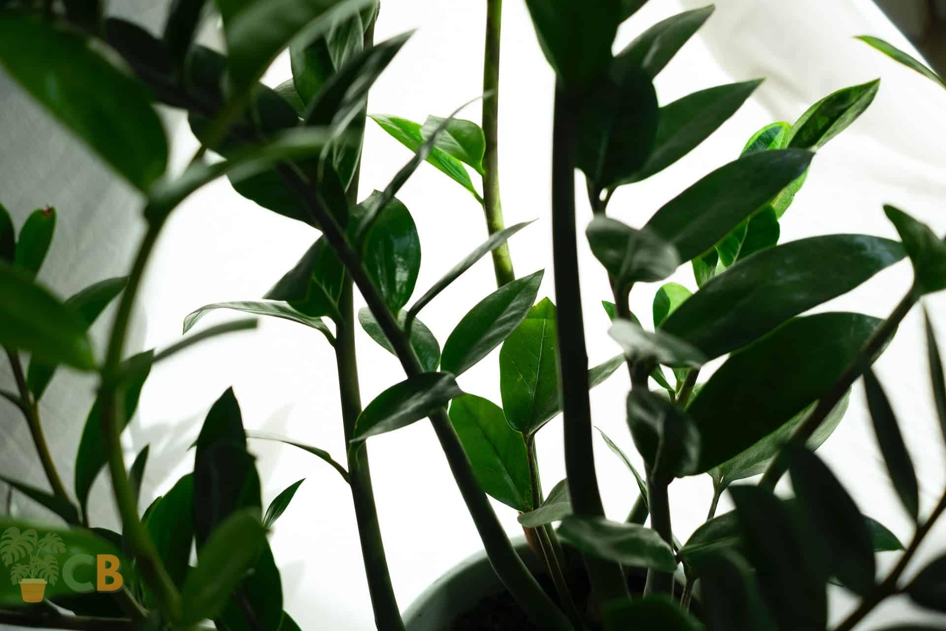A beautiful repotted ZZ Plant