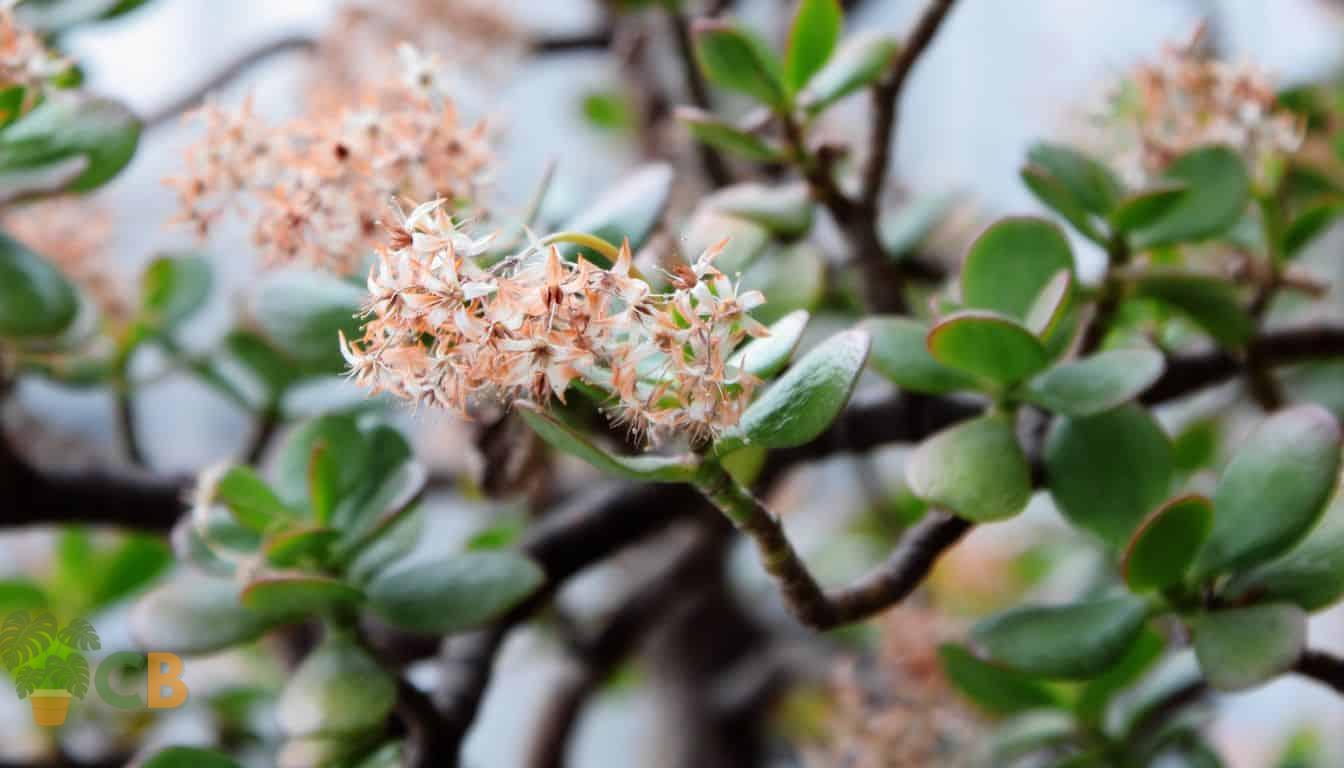 Jade plant flowers