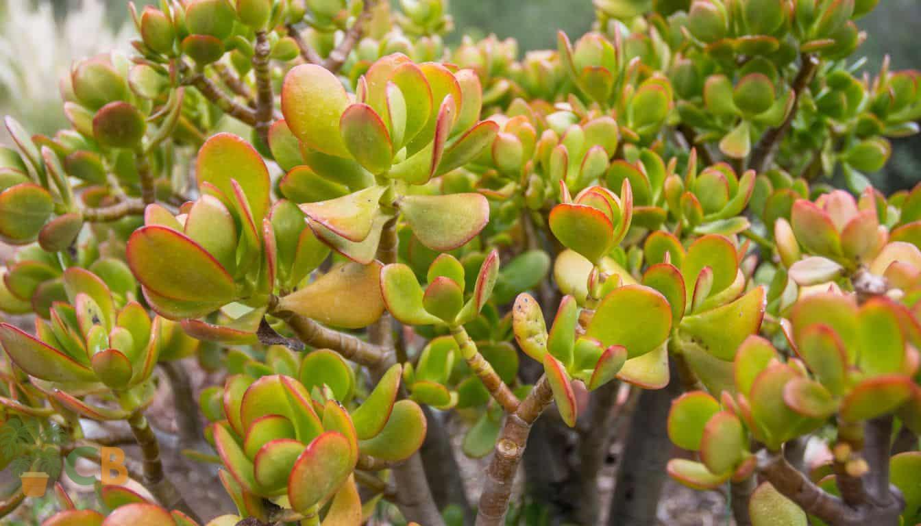 Beautiful jade plants propagated from leaf and stem cuttings
