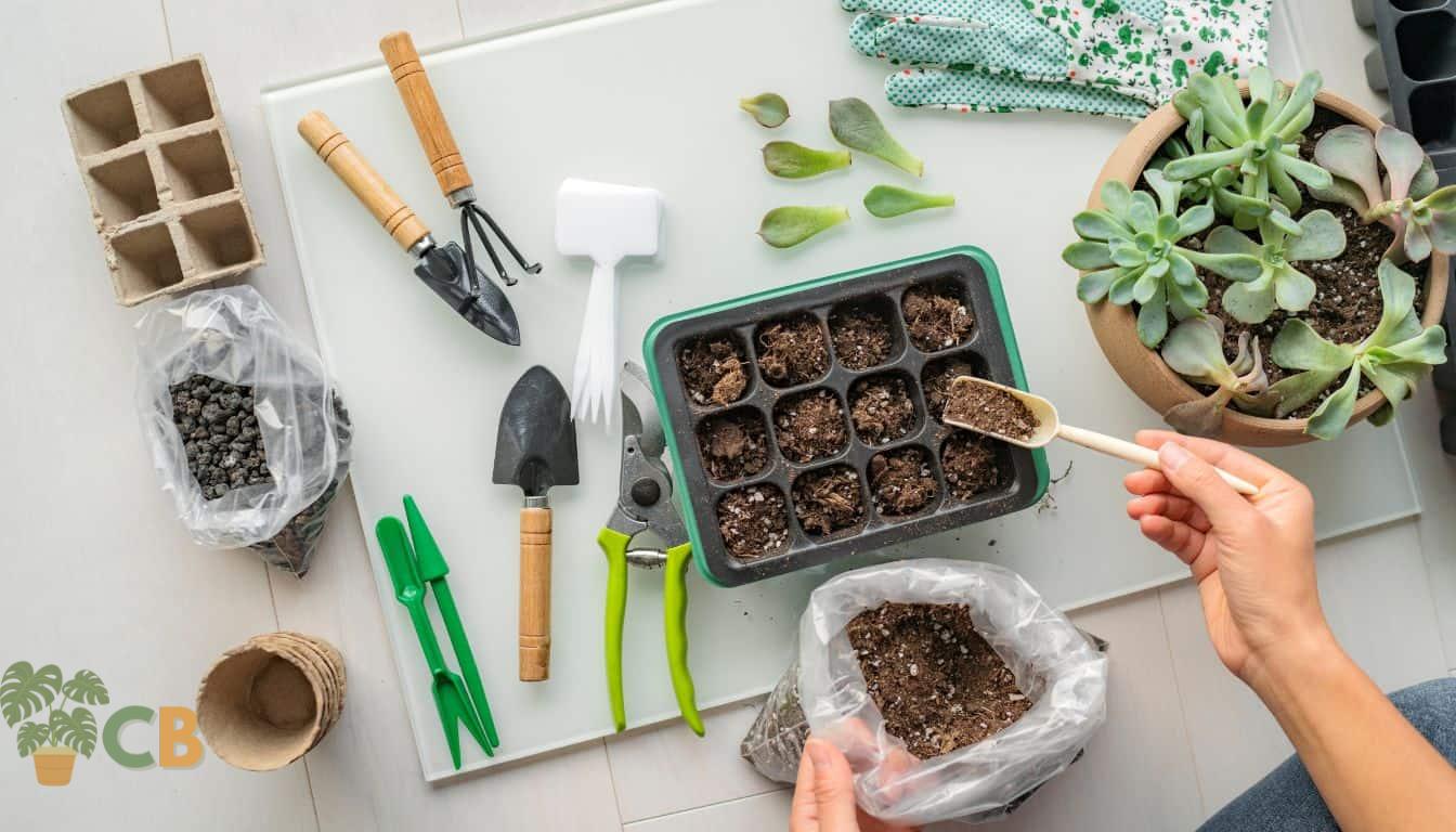 Growing Jade Plants from Leaf Cuttings using rich compost and grow trays with individual grow areas for seedlings