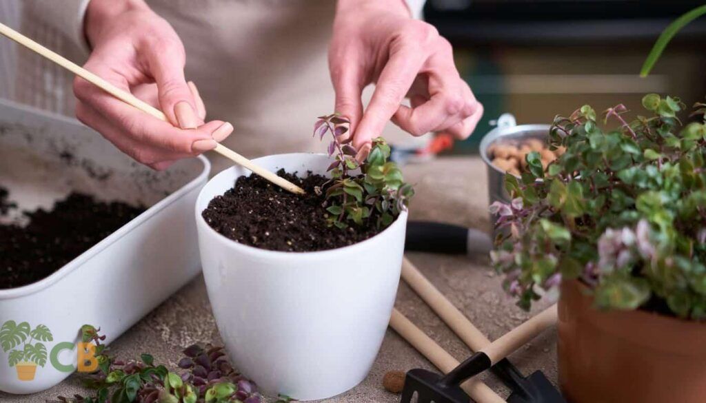 Propagating juvenile Jade plants from stem cuttings