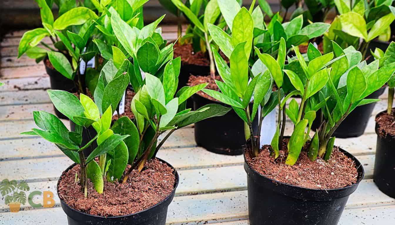 Repotting ZZ Plants