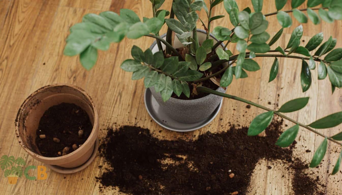 Propagating new ZZ Plants by plant Division