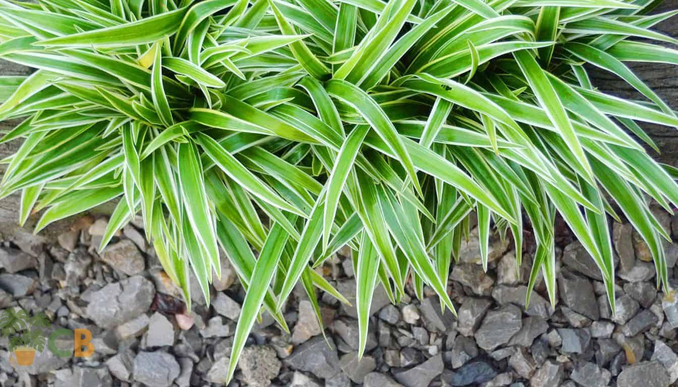 Spider Plants growing in a patio garden in rich organic potting mix