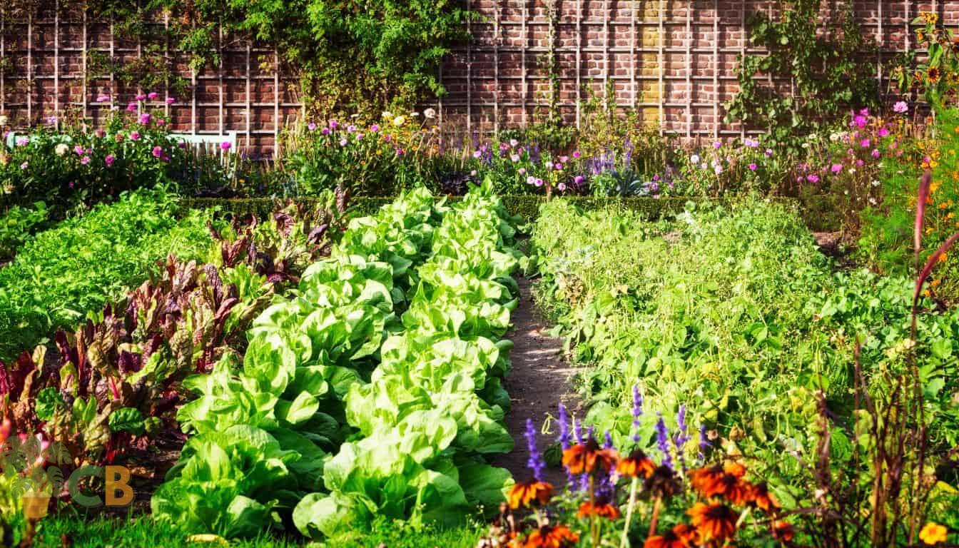 Vegetable garden with various vegetables, herbs and flowers