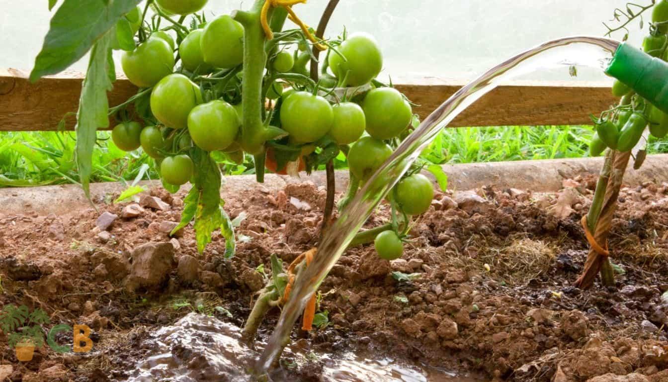 Unripe tomatoes in fertilized soil being watered