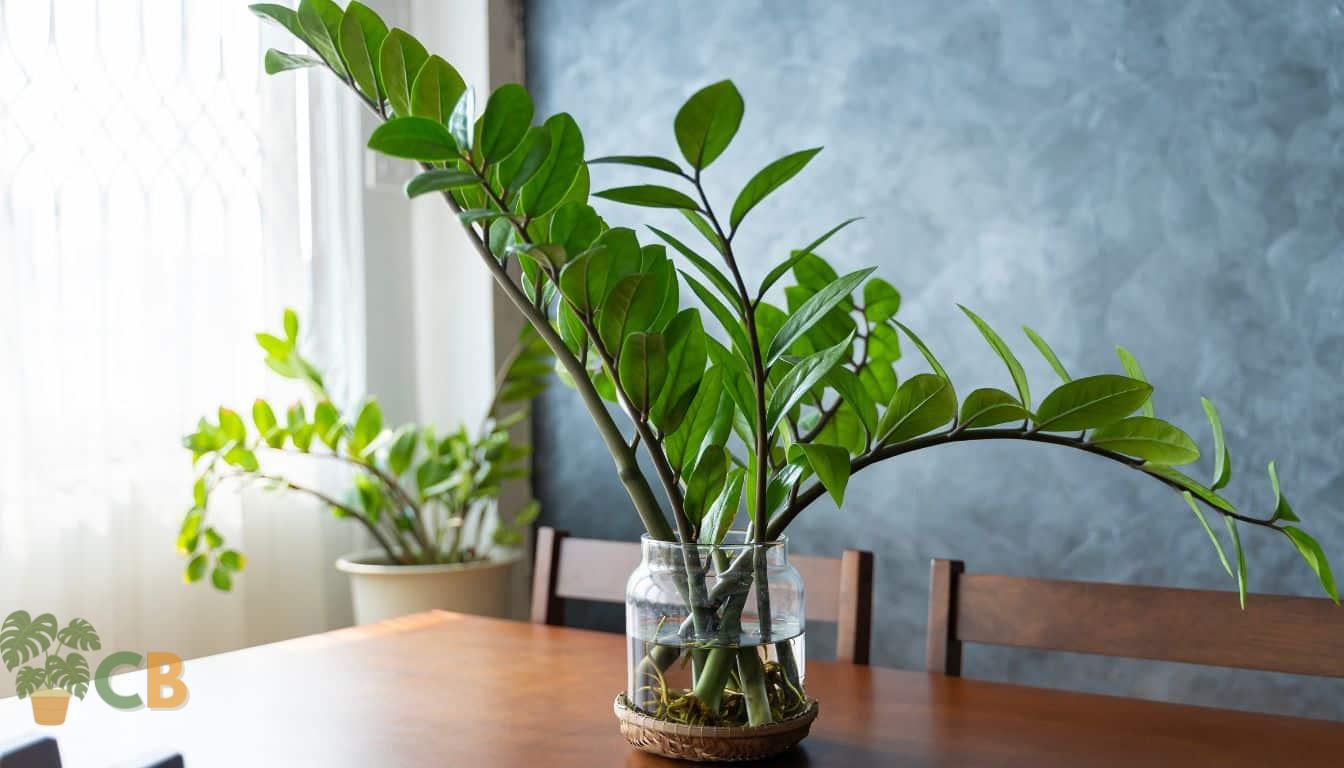 Propagating ZZ Plants from stem cuttings using water planting in an attractive glass container on a table