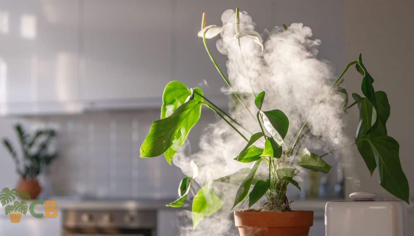 Cool mist humidifier suppling moisture to the indoor plant