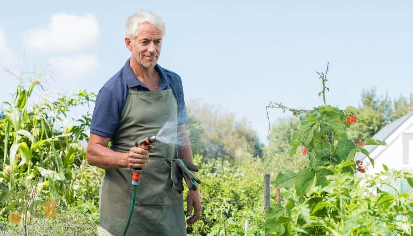 Watering tomato plant