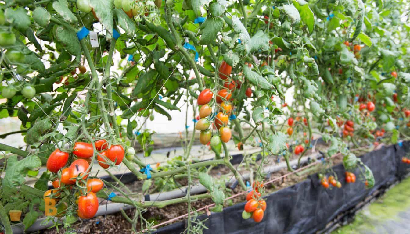 Watering tomato plants with drip hoses