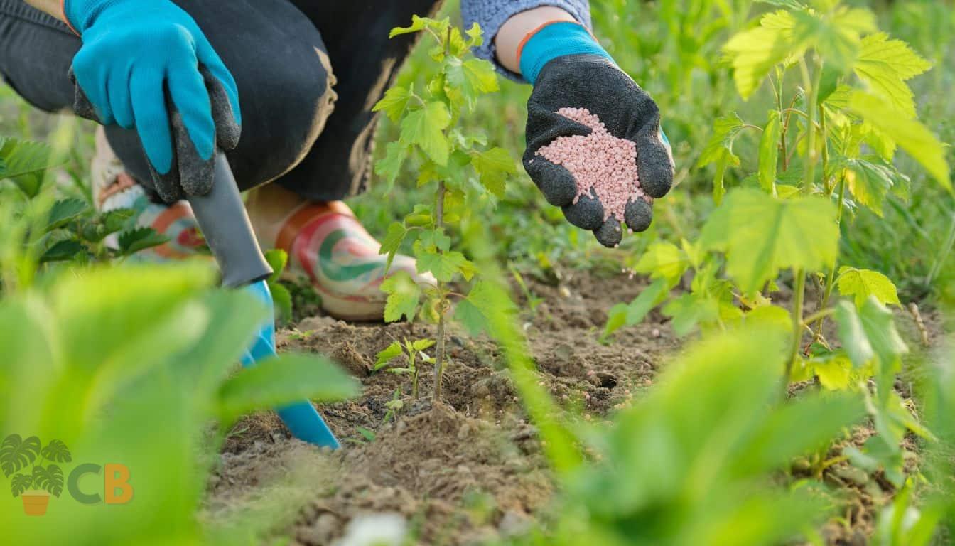 Fertilizing plants with granular organic fertilizer