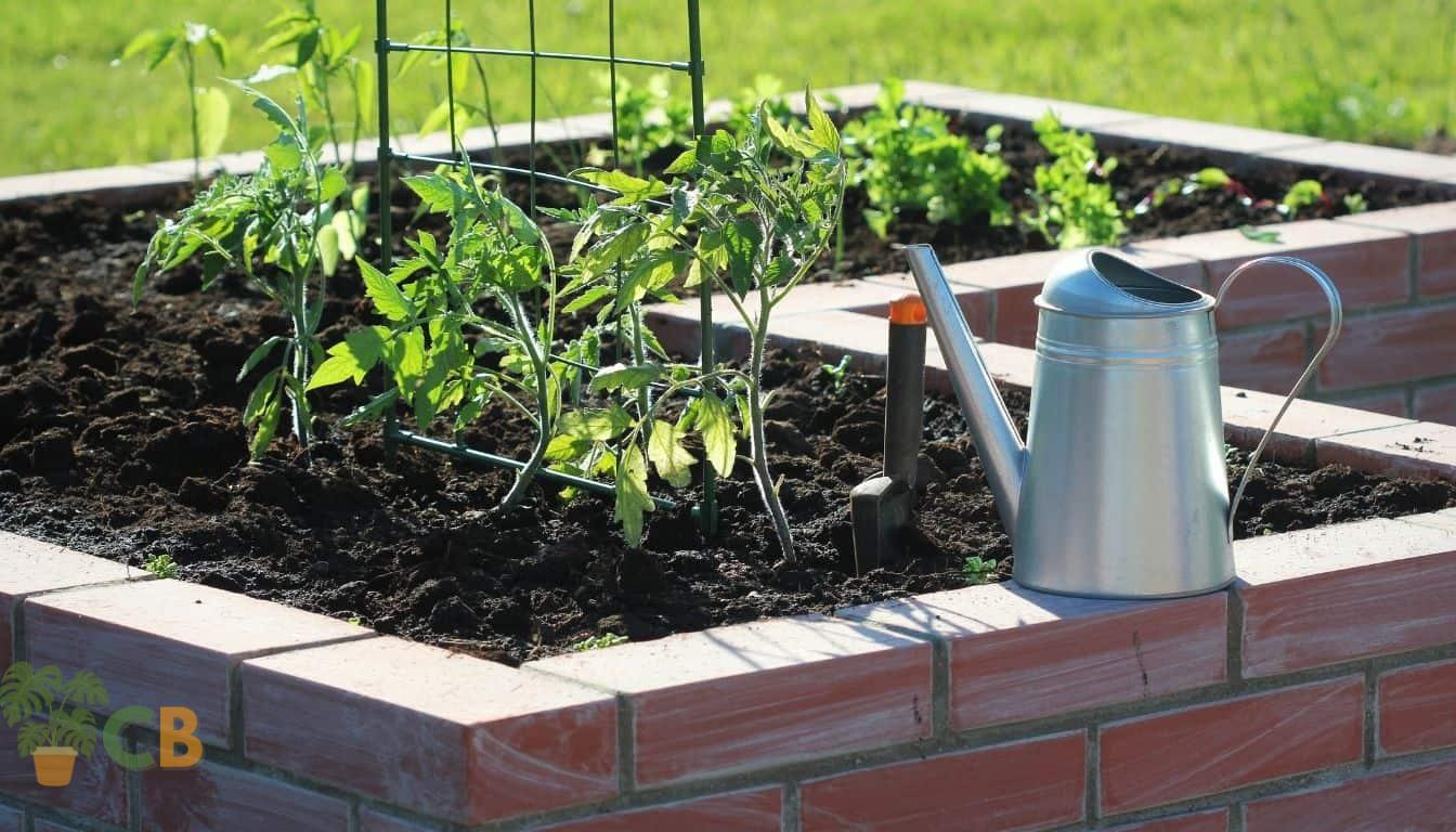 Tomato plants growing in rich soil in a raised garden bed.