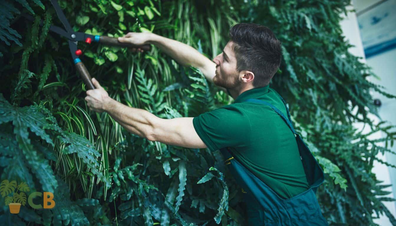Indoor plant pruning