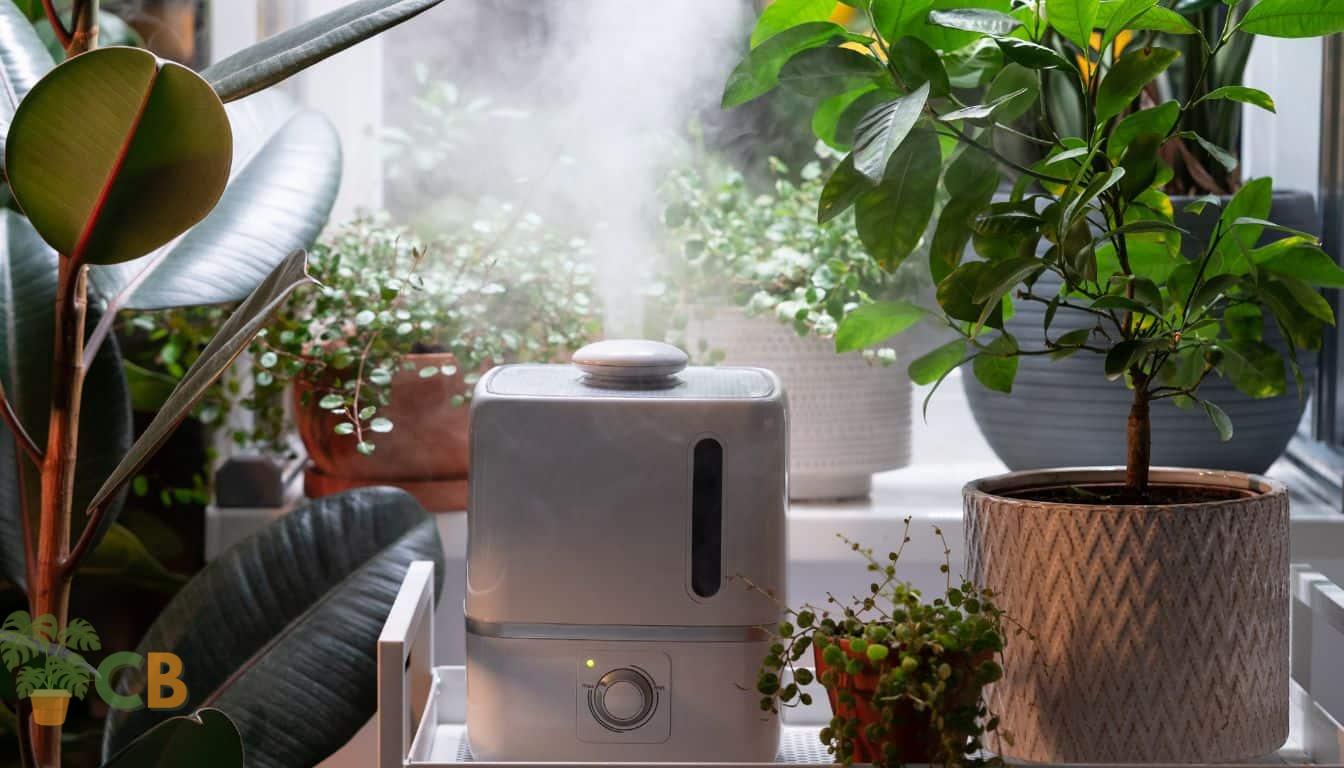 Increasing humidity with a plant humidifier