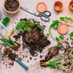 Can You Revive A Dead Plant? Tips, Tricks and Life-Saving Hacks