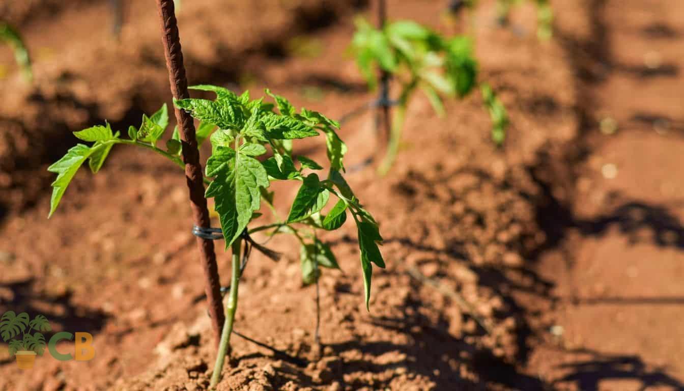 Tomato seedlings planted deep