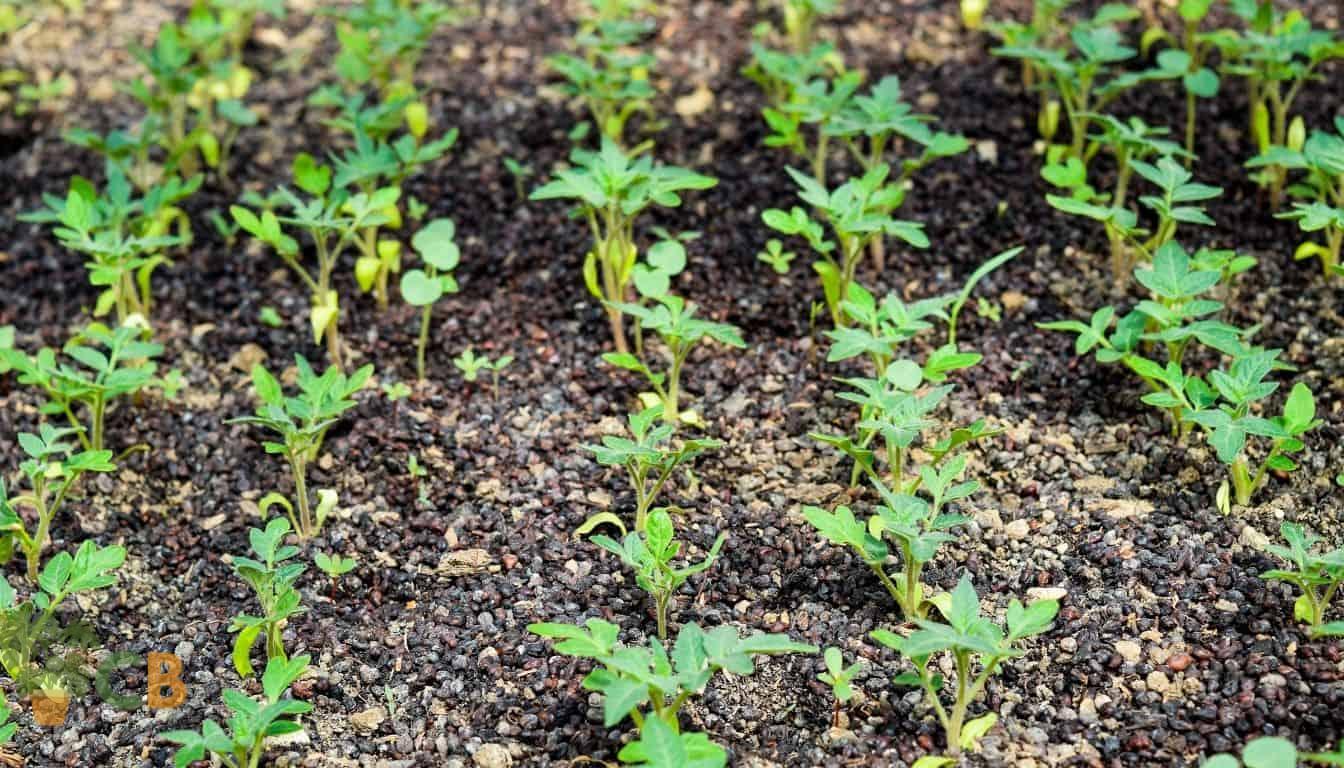 Tomato seedlings planted with proper spacing