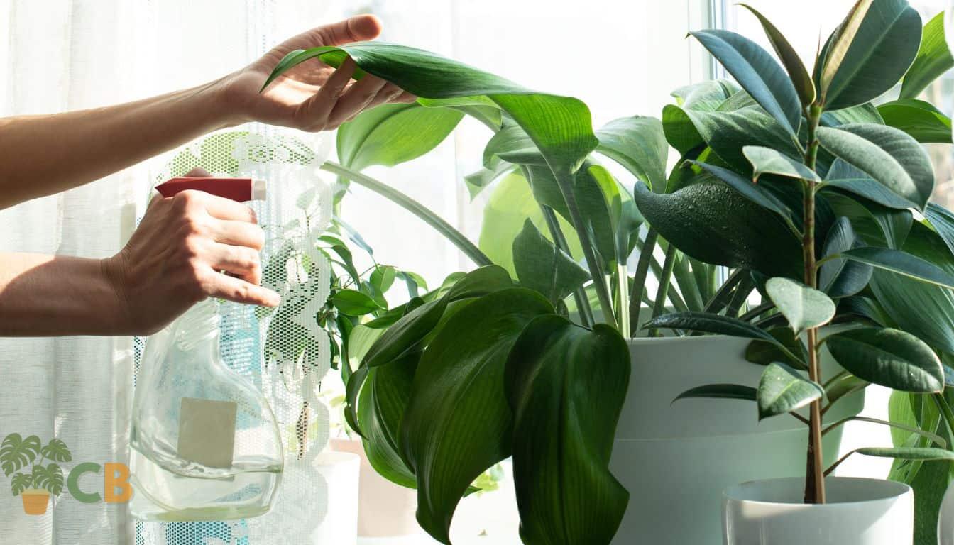 Watering a Monstera plant with a spray bottle