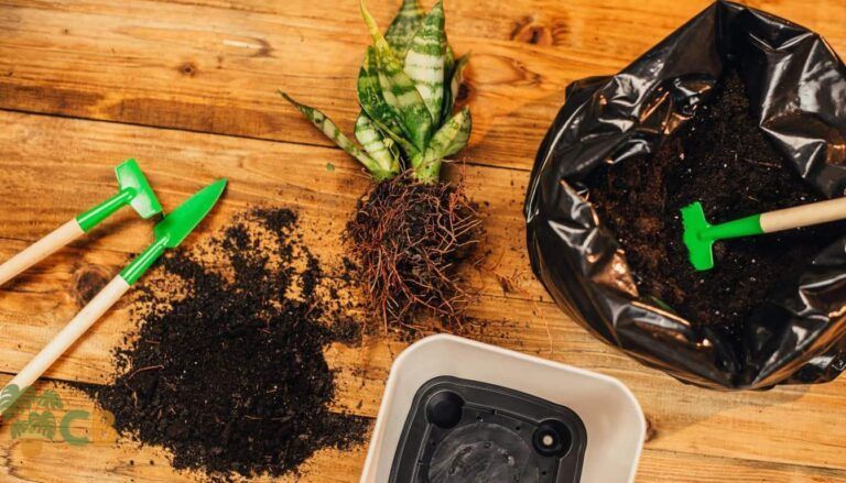How To Repot A Snake Plant: A Comprehensive Step-by-step Plant Care Guide
