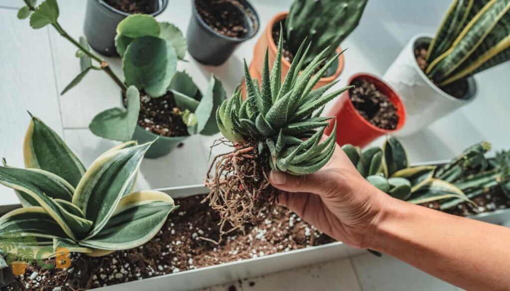 How To Repot A Snake Plant: A Comprehensive Step-by-step Plant Care Guide
