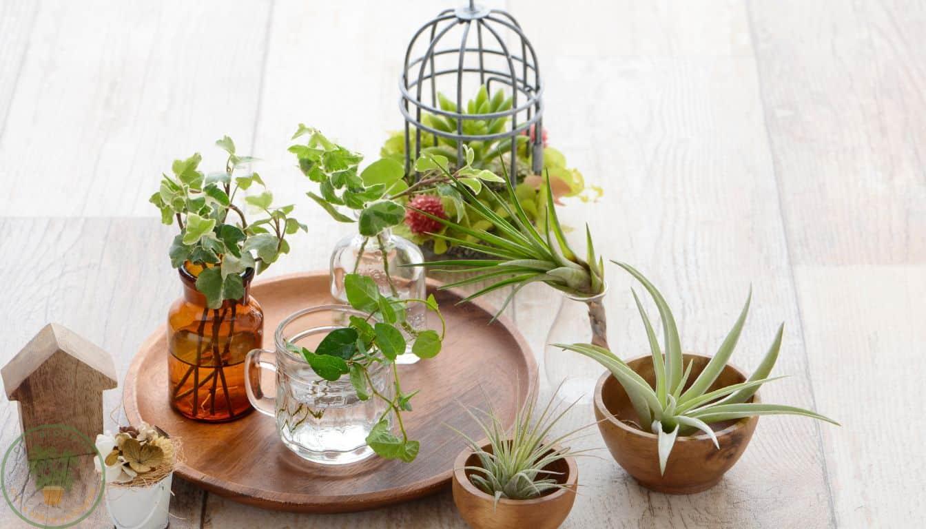 Air plants displayed decoratively in various containers