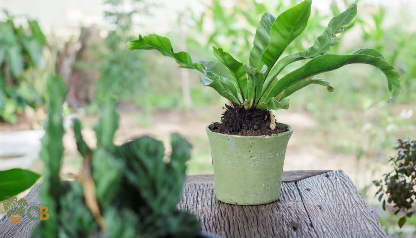 Birds nest fern growing in a pot