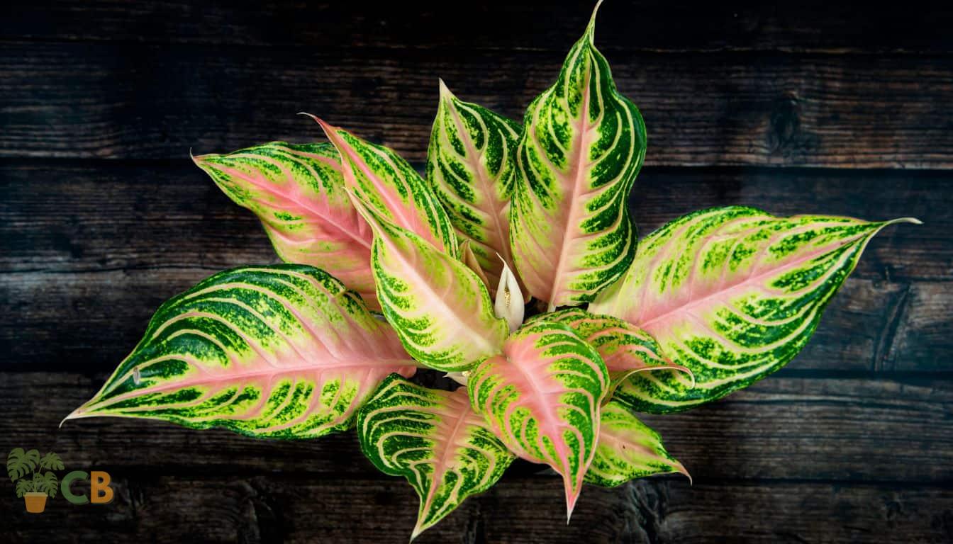 Chinese Evergreen in a pot on a table