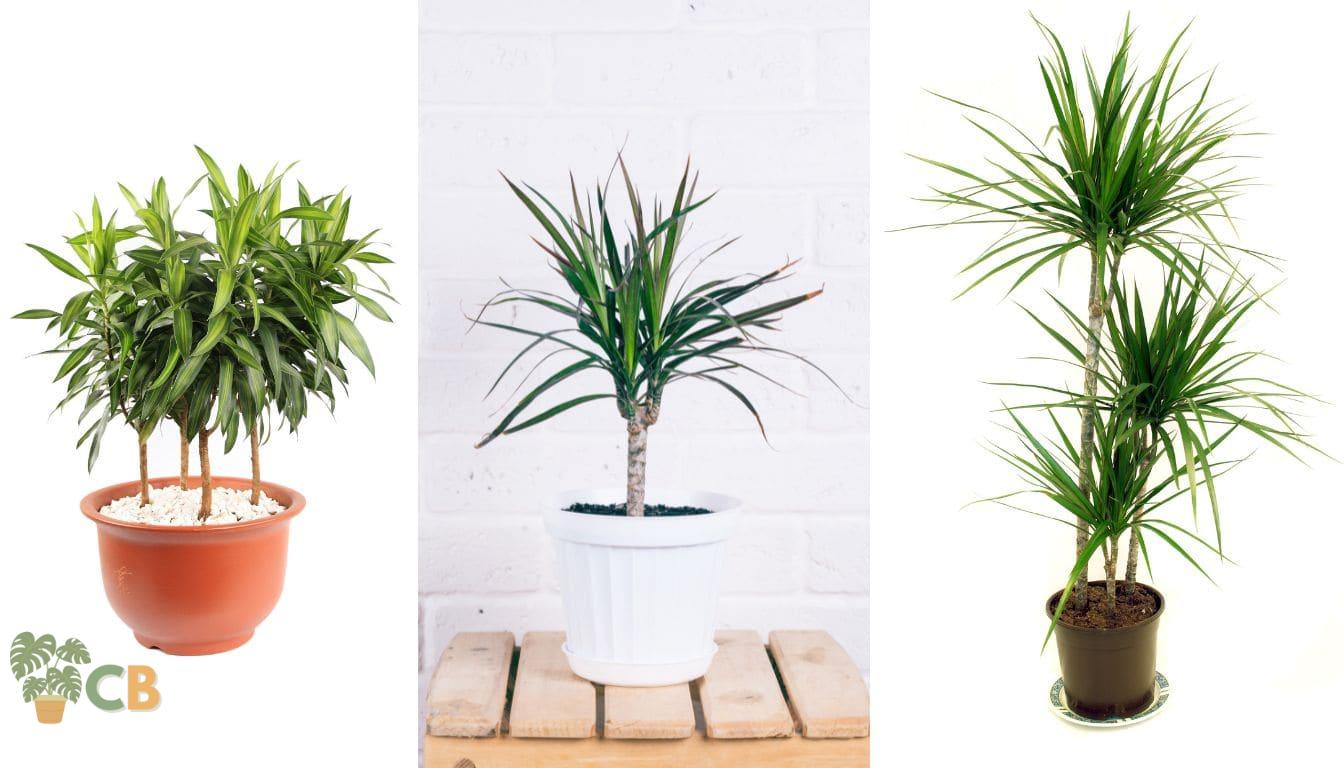 Dracaena Plants