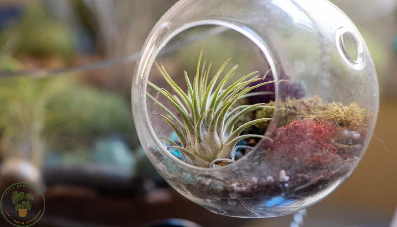 Glass terrarium with air plant and Spanish moss